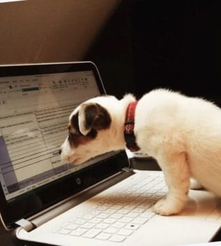 Puppy with a red collar inspects a laptop keyboard and screen.